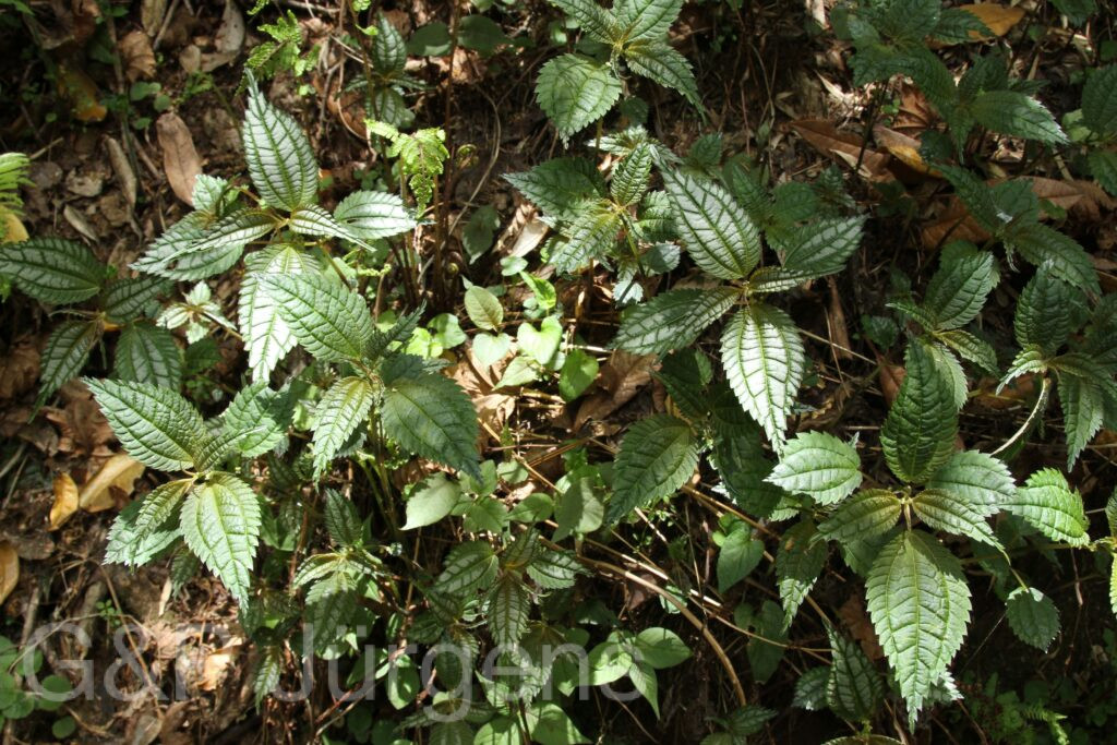 Bhutan2014 833