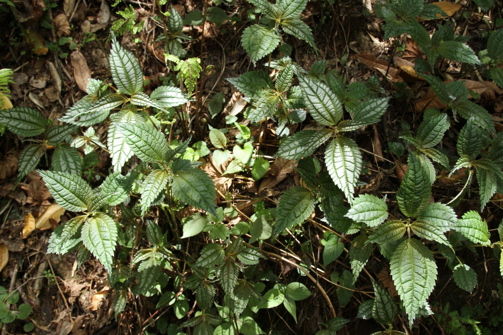 Pilea symmeria — Urticaceae
