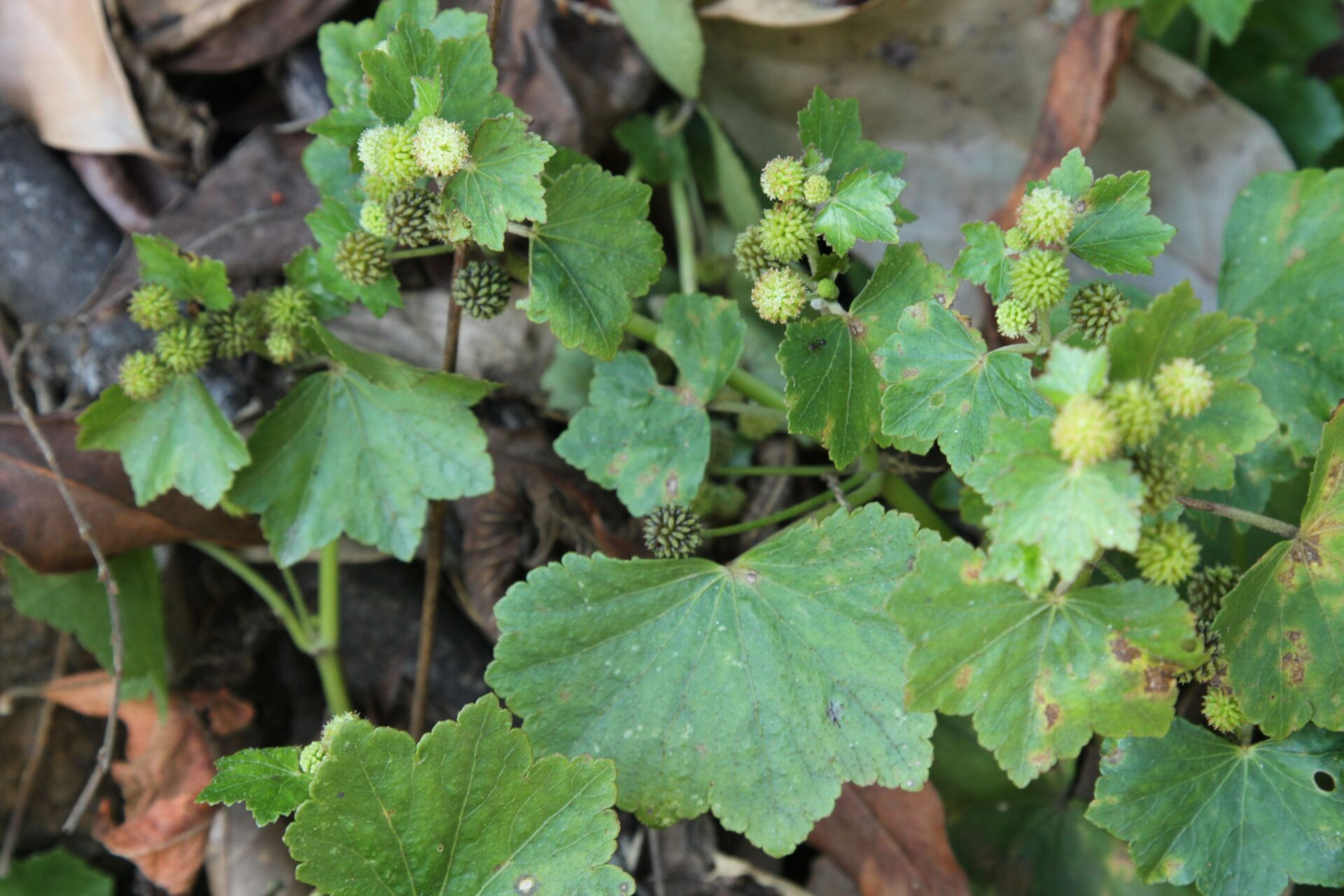 Hydrocotyle javanica — Araliaceae