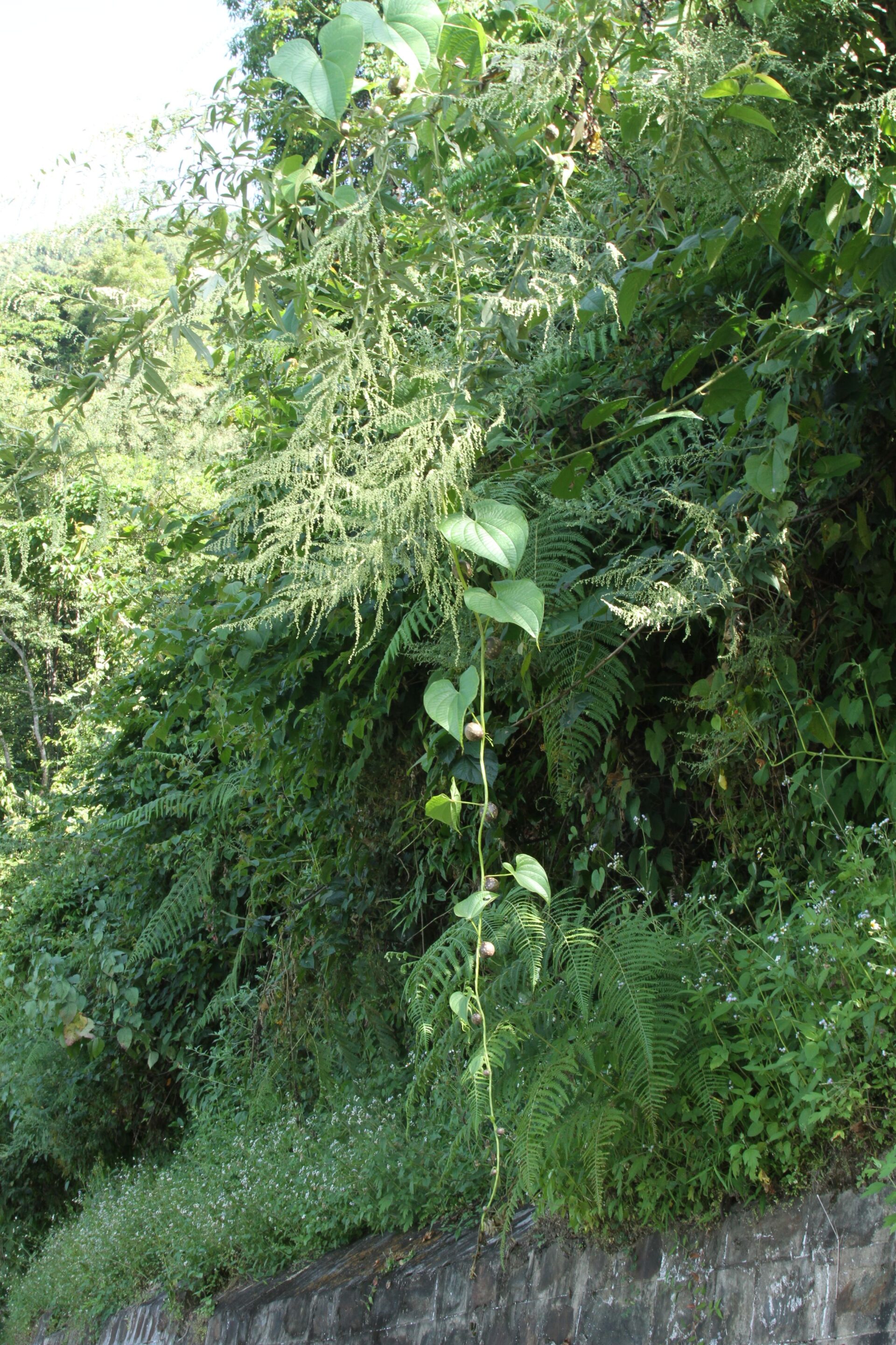 Dioscorea bulbifera — Dioscoreaceae
