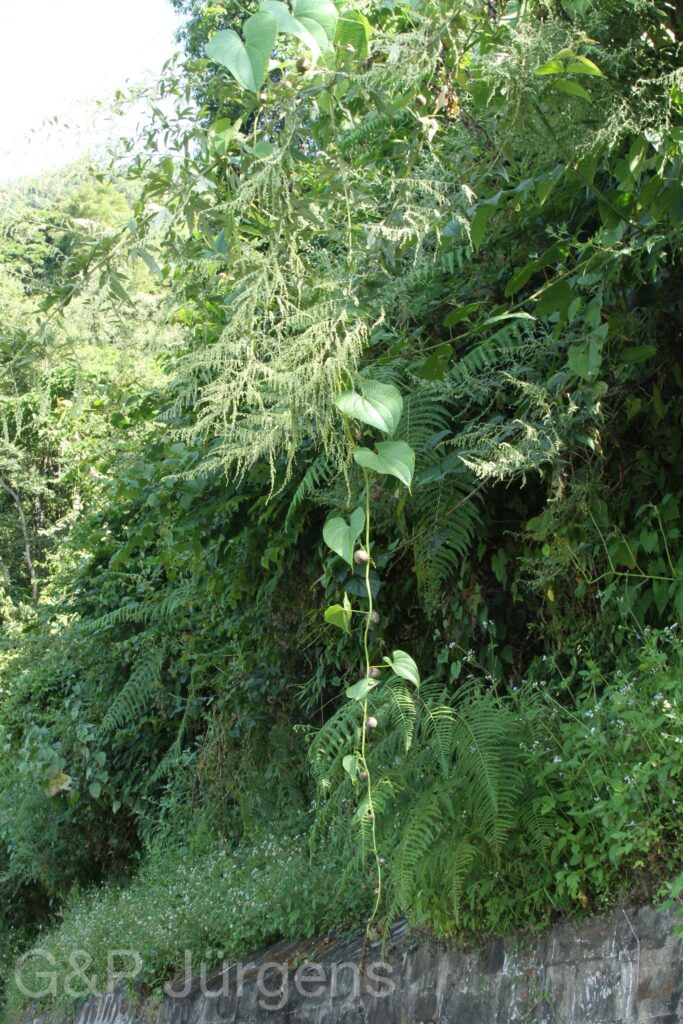 Bhutan2015 172