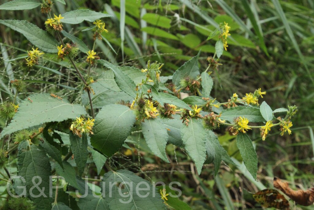 Bhutan2015 280
