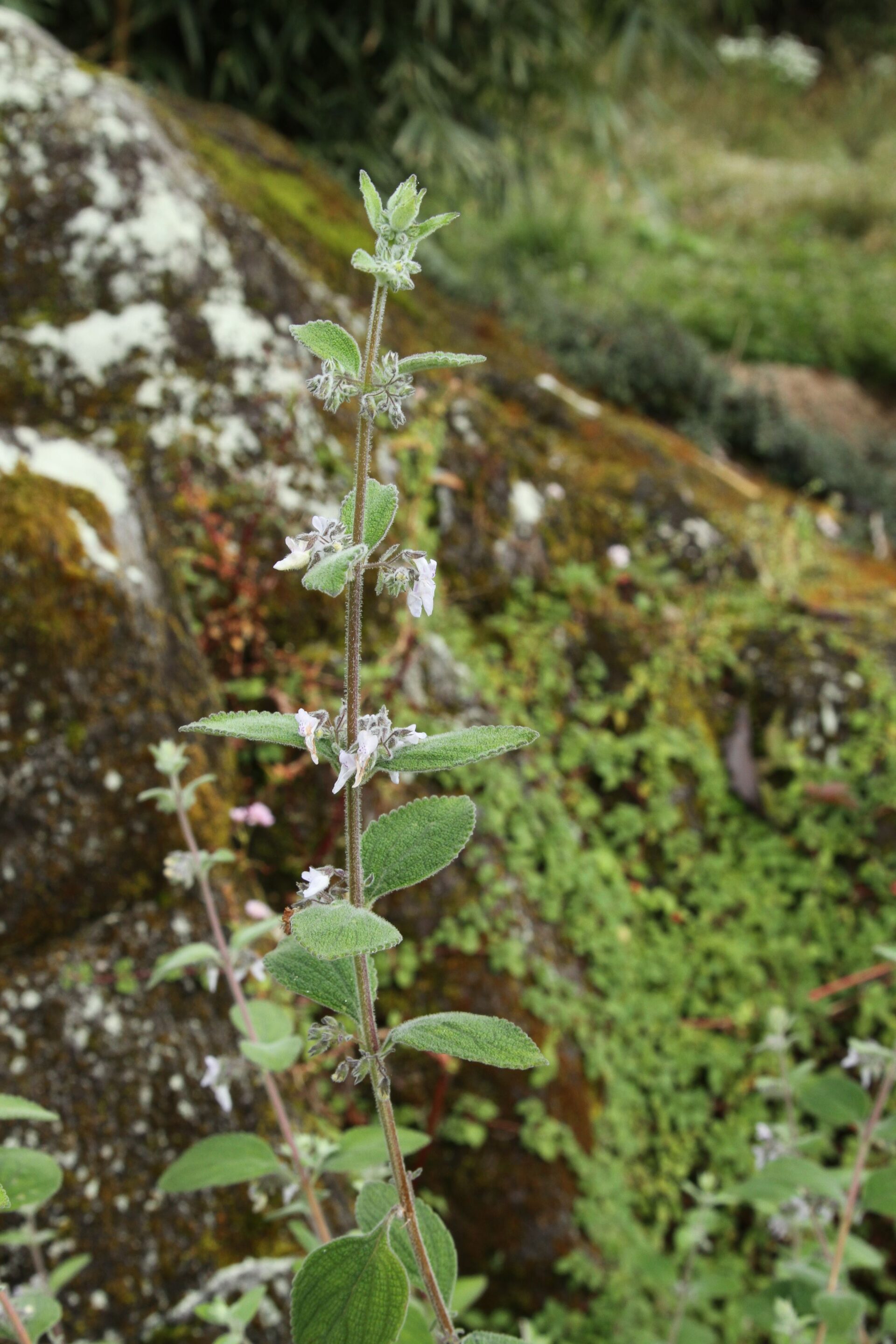 Isodon hispidus — Lamiaceae