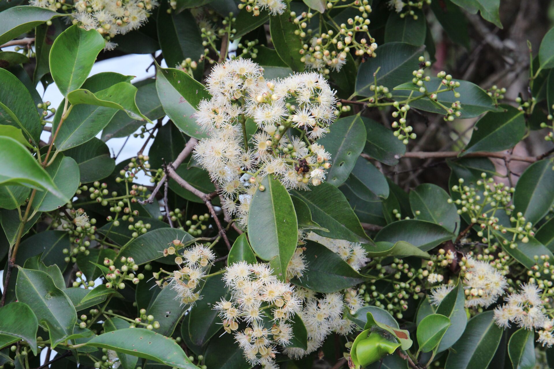 Symplocos acuminata — Symplocaceae