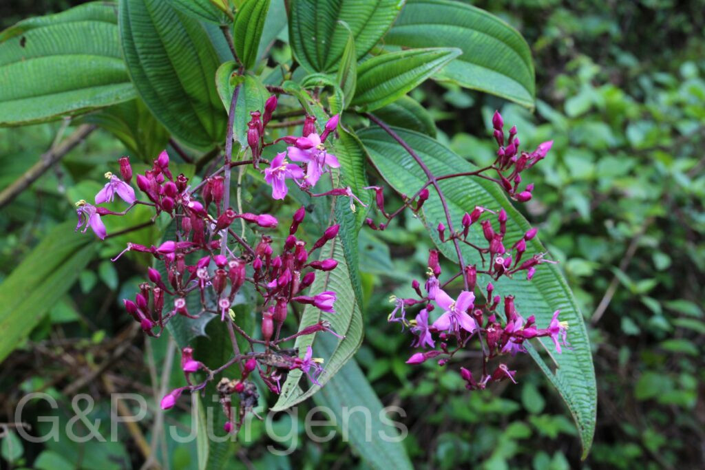 Bhutan2015 552
