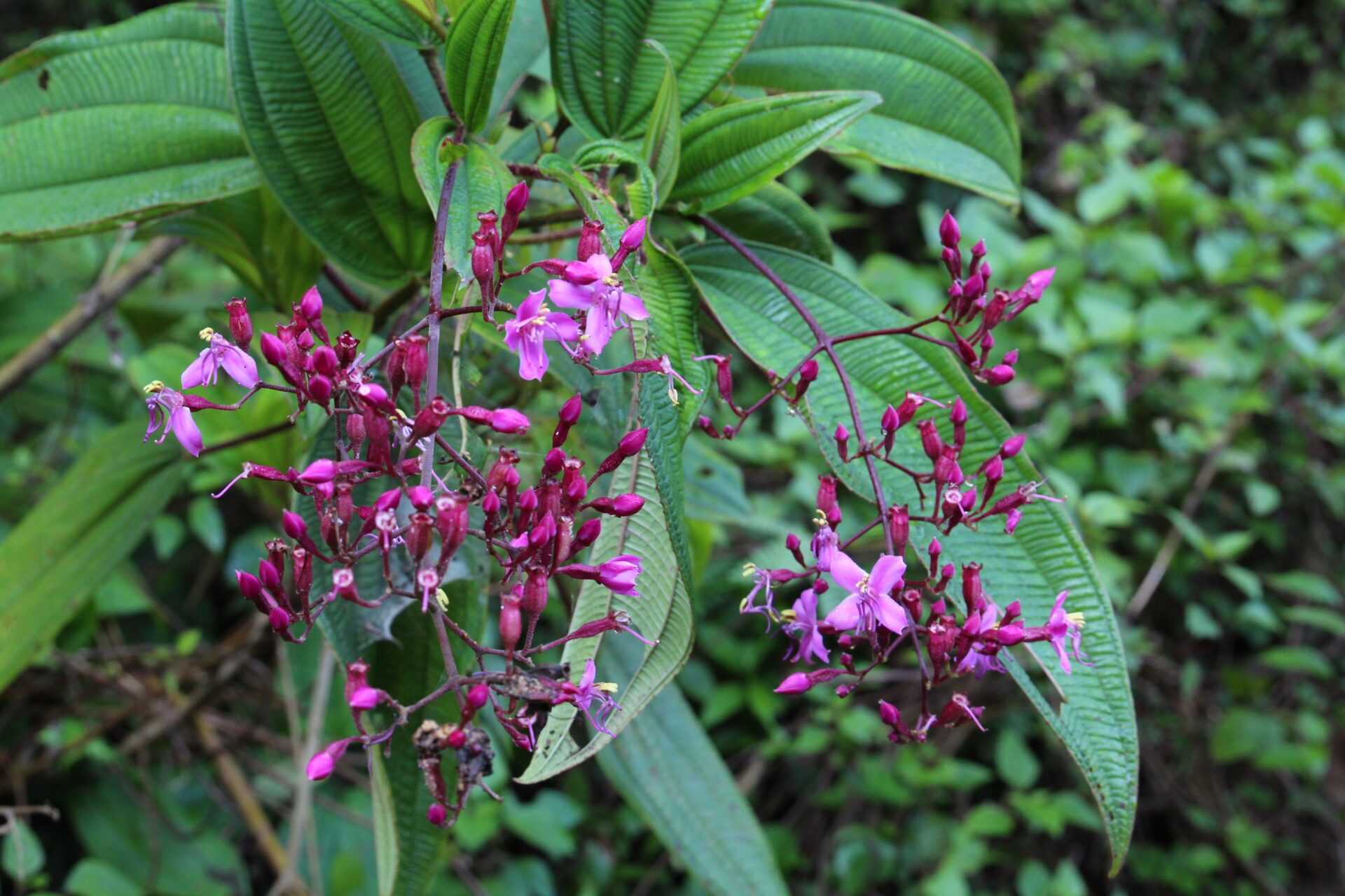 Oxyspora paniculata — Melastomataceae