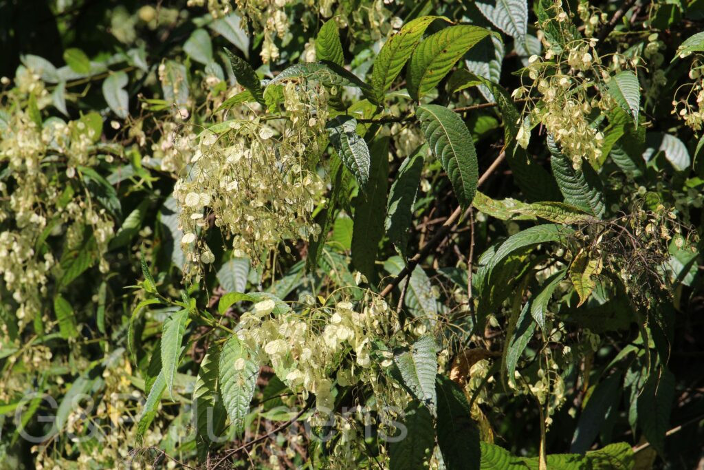 Bhutan2015 86