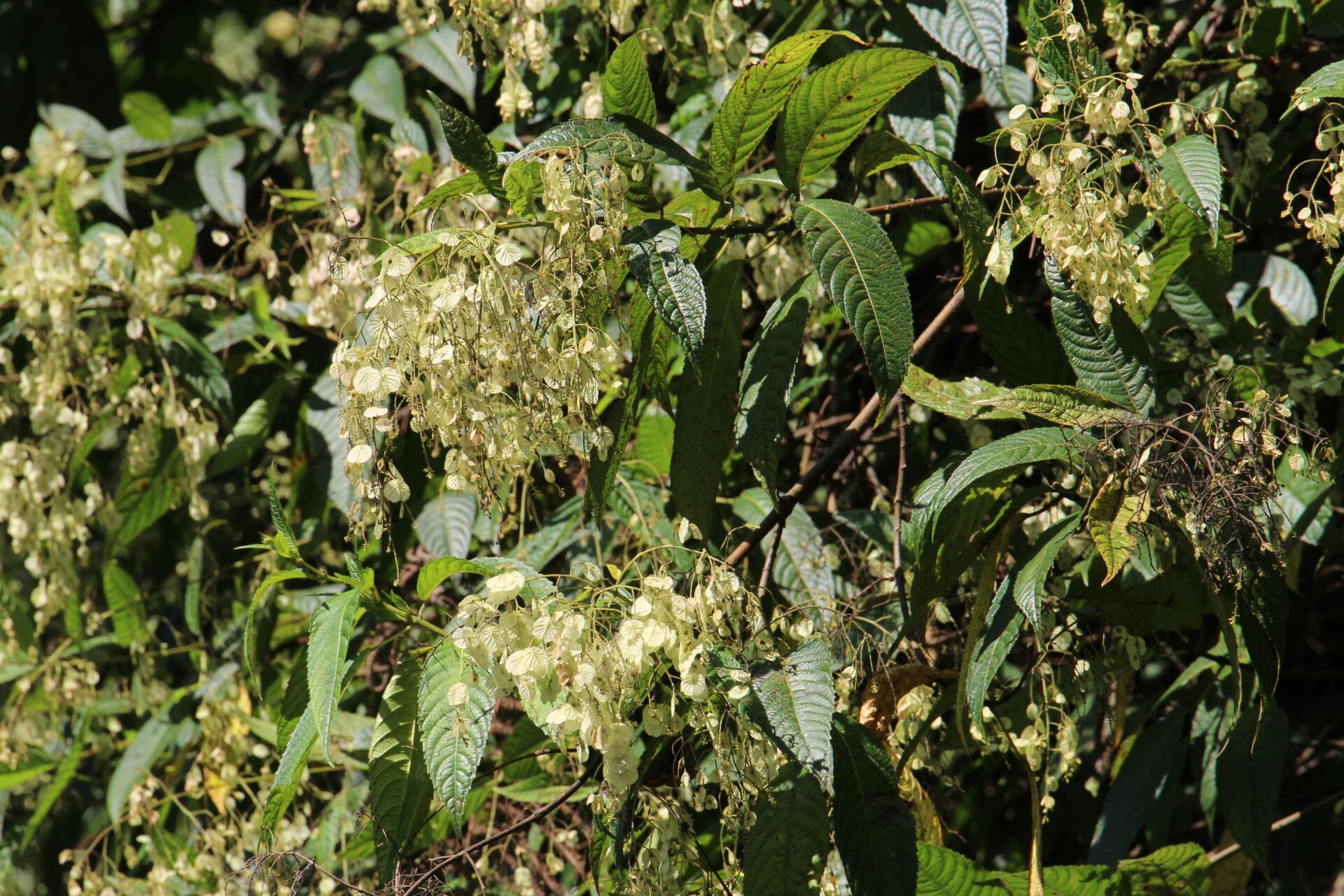 Dobinea vulgaris — Anacardiaceae
