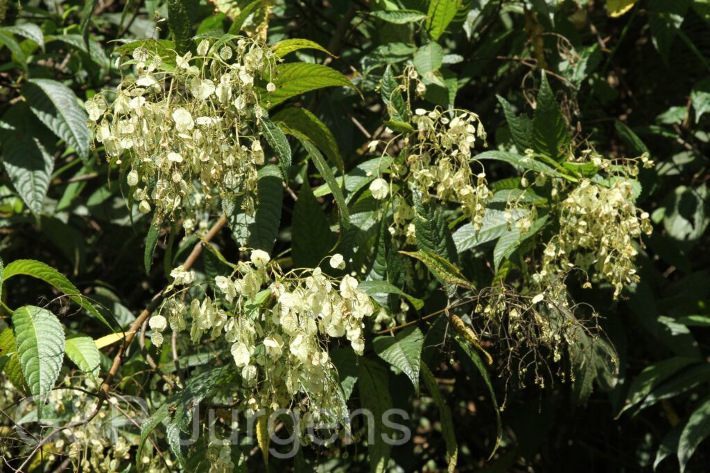 Bhutan2015 87