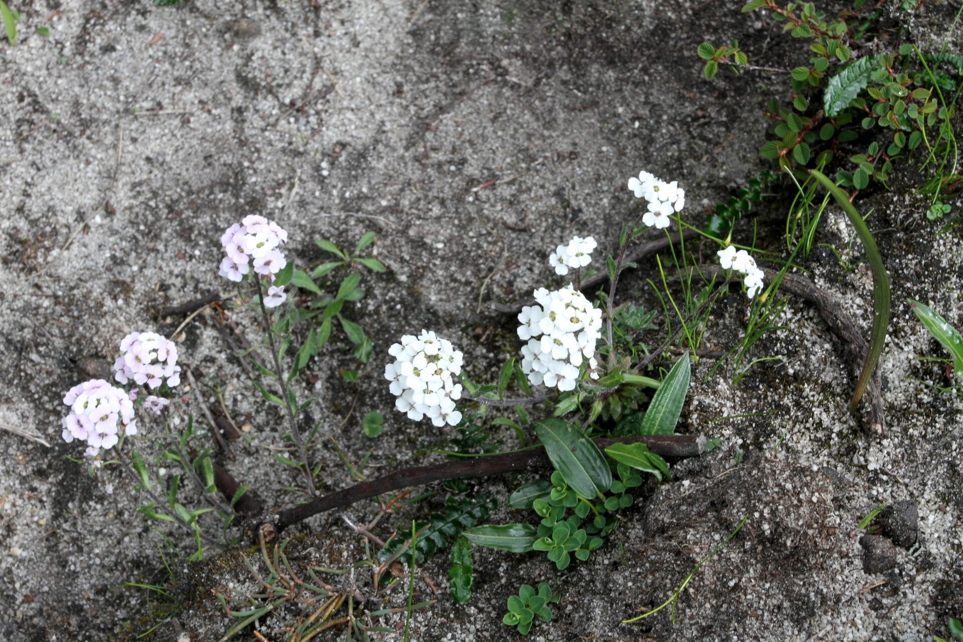 Braya humilis — Brassicaceae