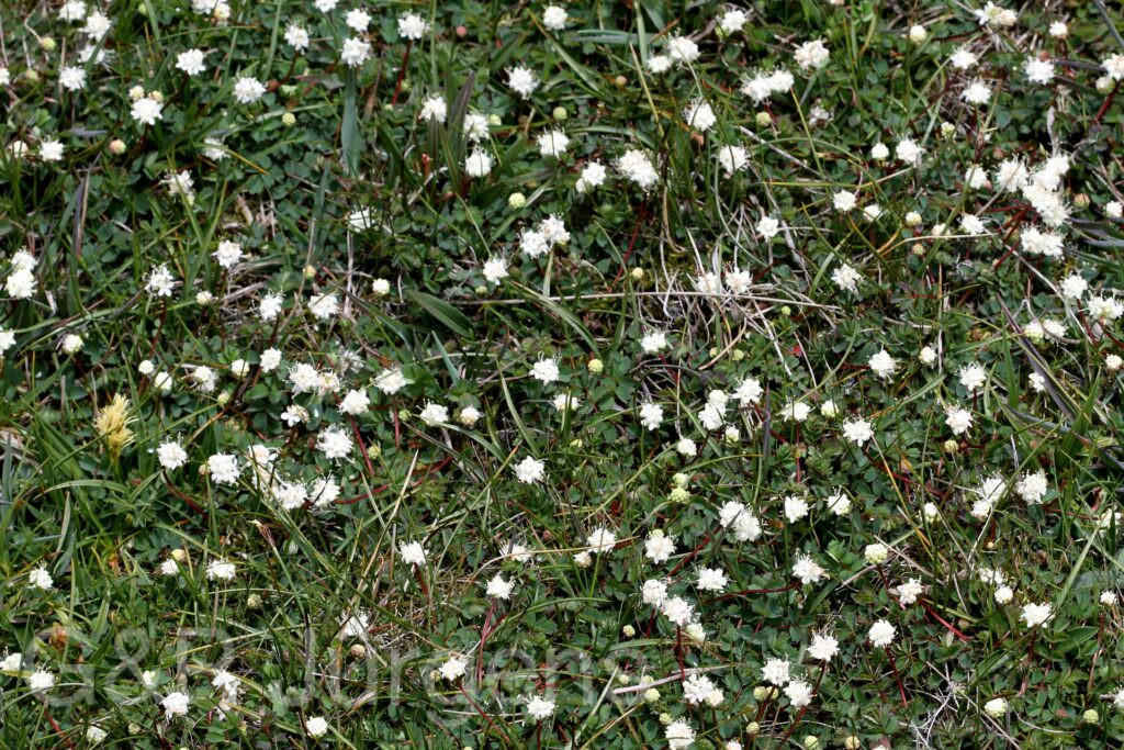 Sikkim2011 118