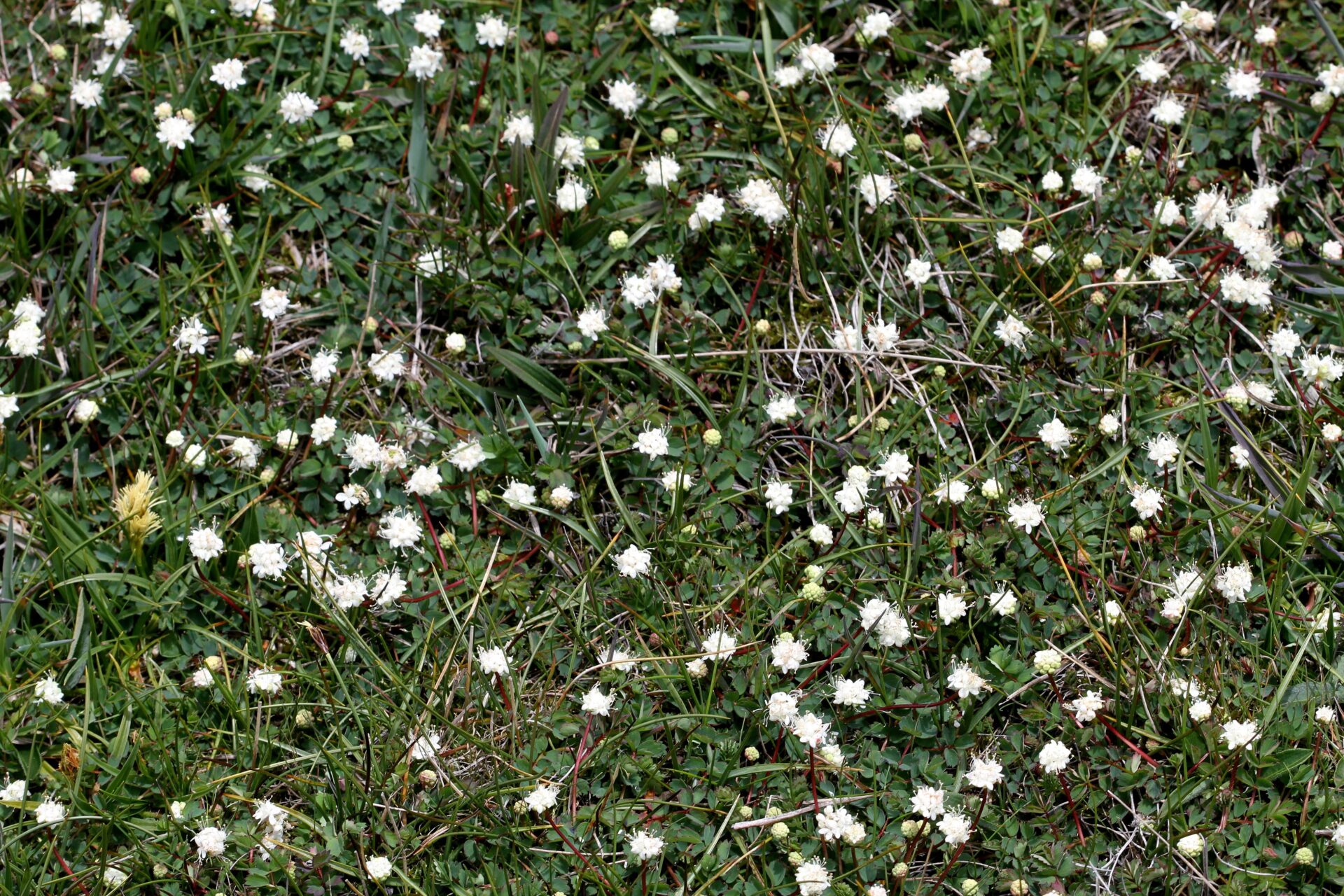 Sanguisorba filiformis — Rosaceae