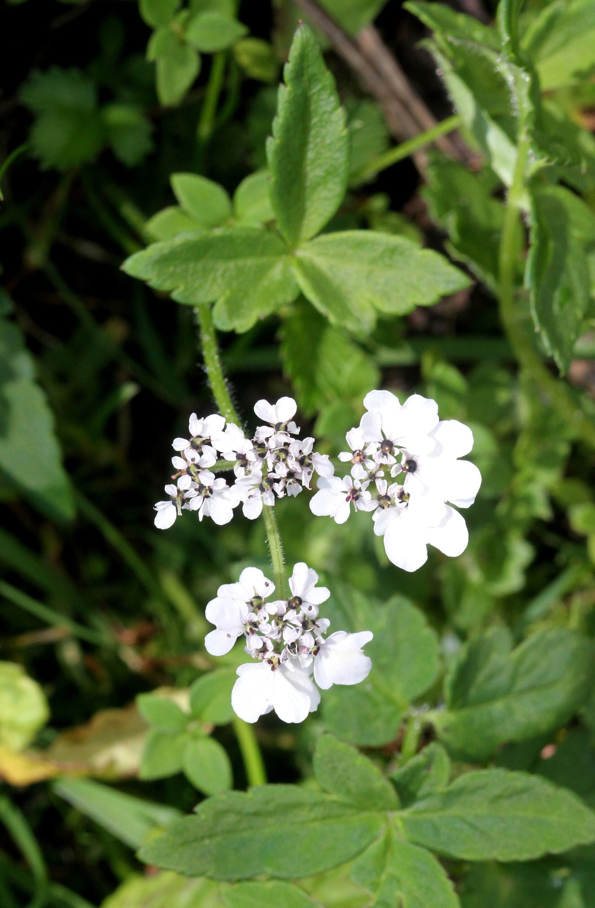 Tordyliopsis brunonis — Apiaceae