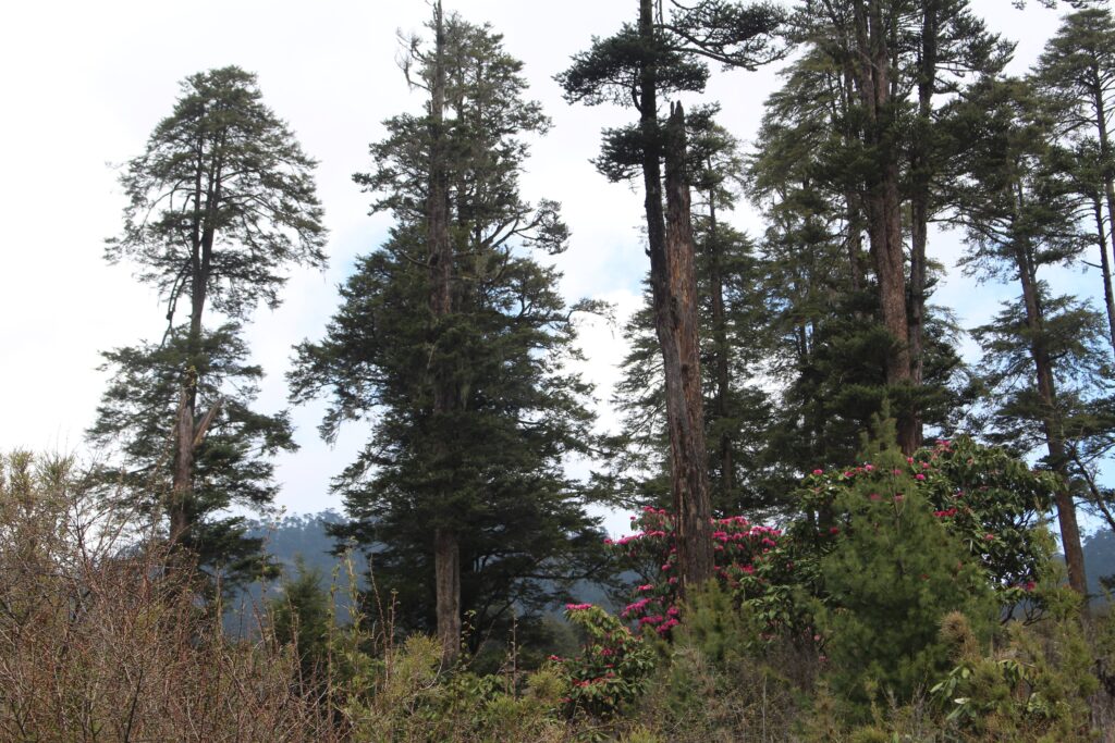 Bhutan2014 420 ergebnis