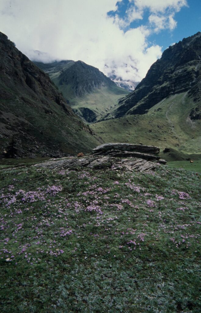 Nepal 99 779 ergebnis 1