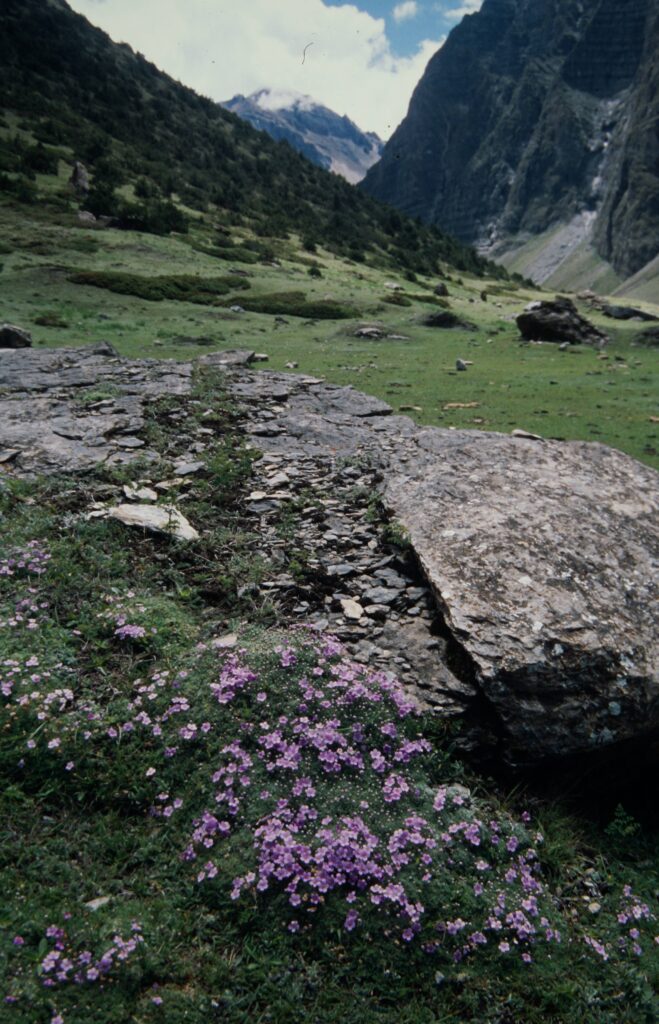 Nepal 99 780 ergebnis