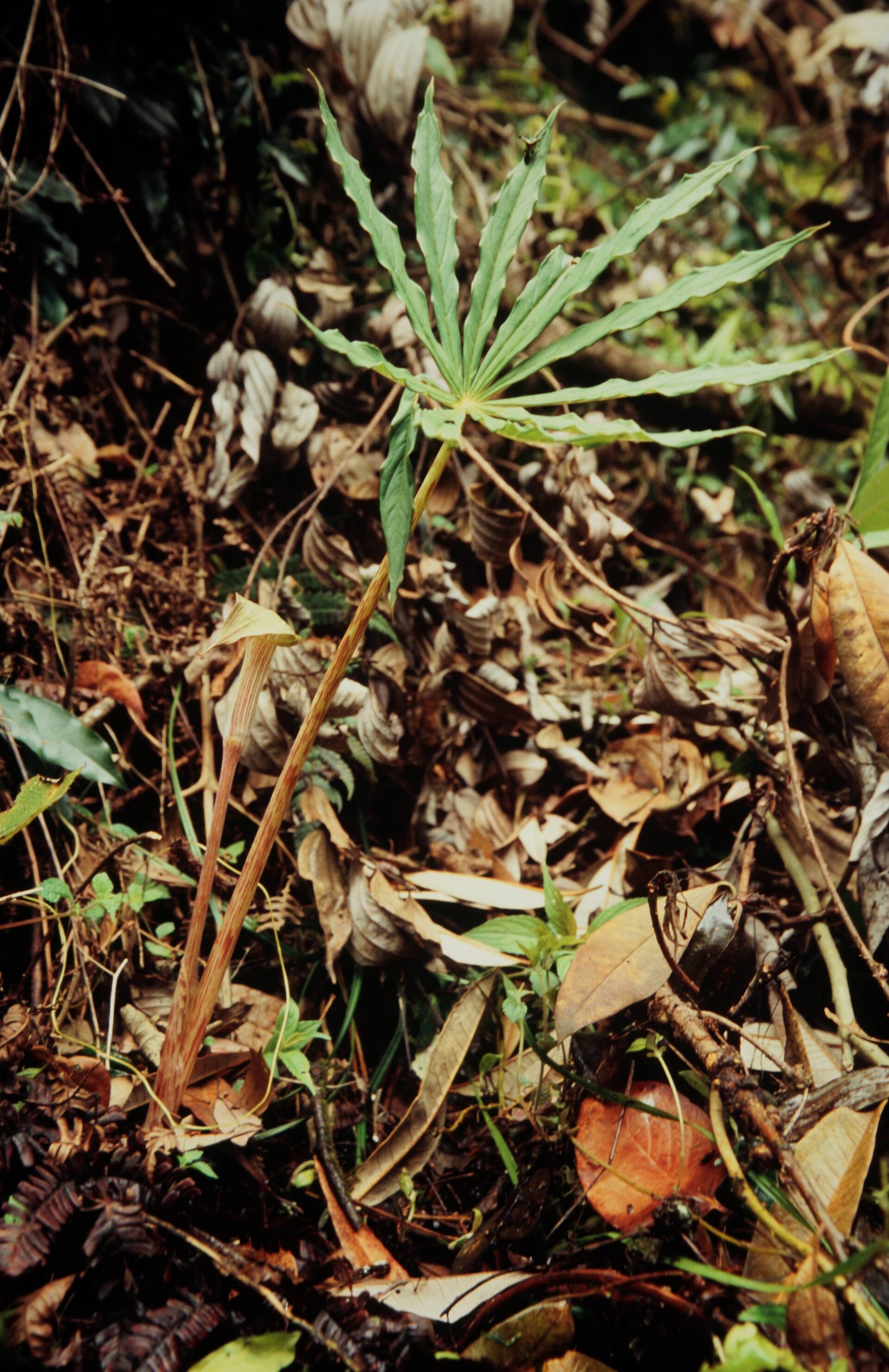 Arisaema erubescens — Araceae