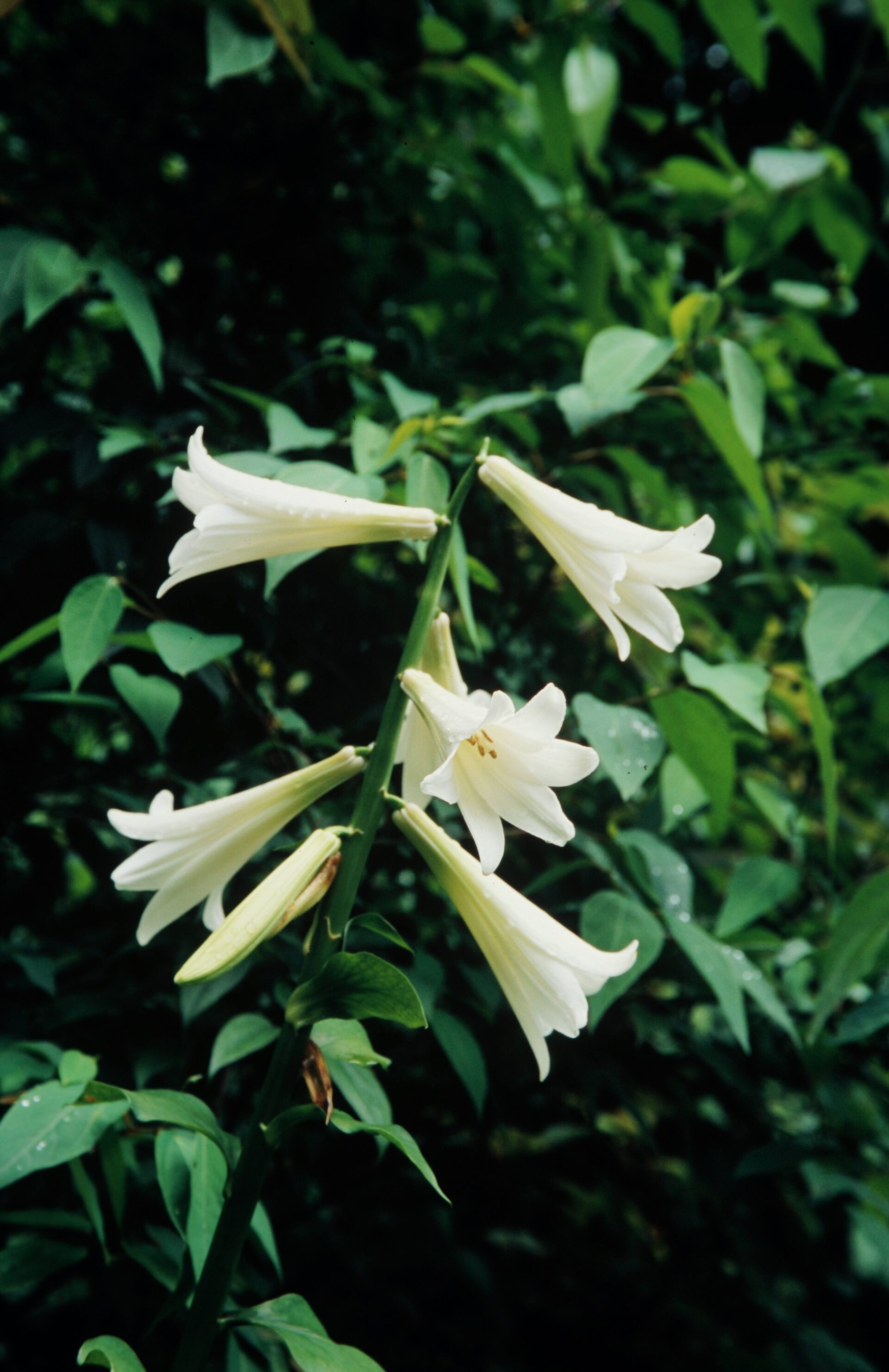 Cardiocrinum giganterum — Liliaceae