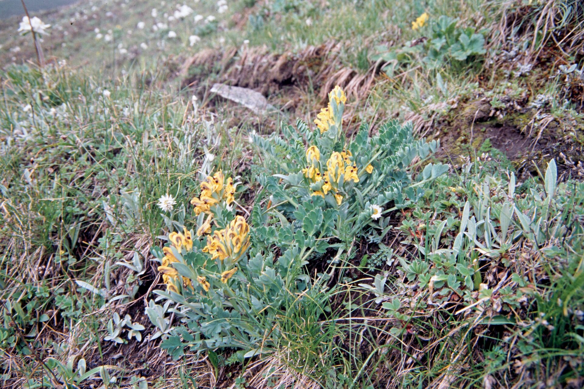 Corydalis hookeri — Papaveraceae