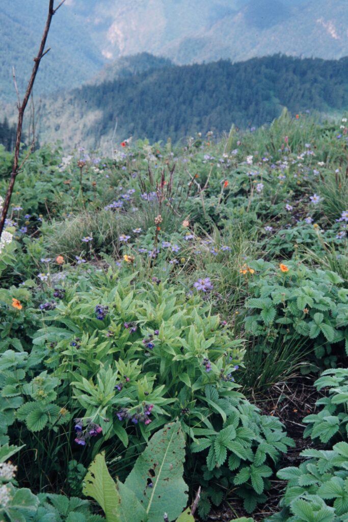 Nepal 99 361 ergebnis