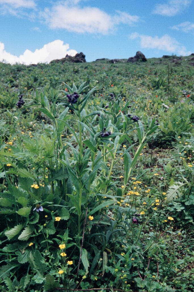 Nepal 99 556 ergebnis