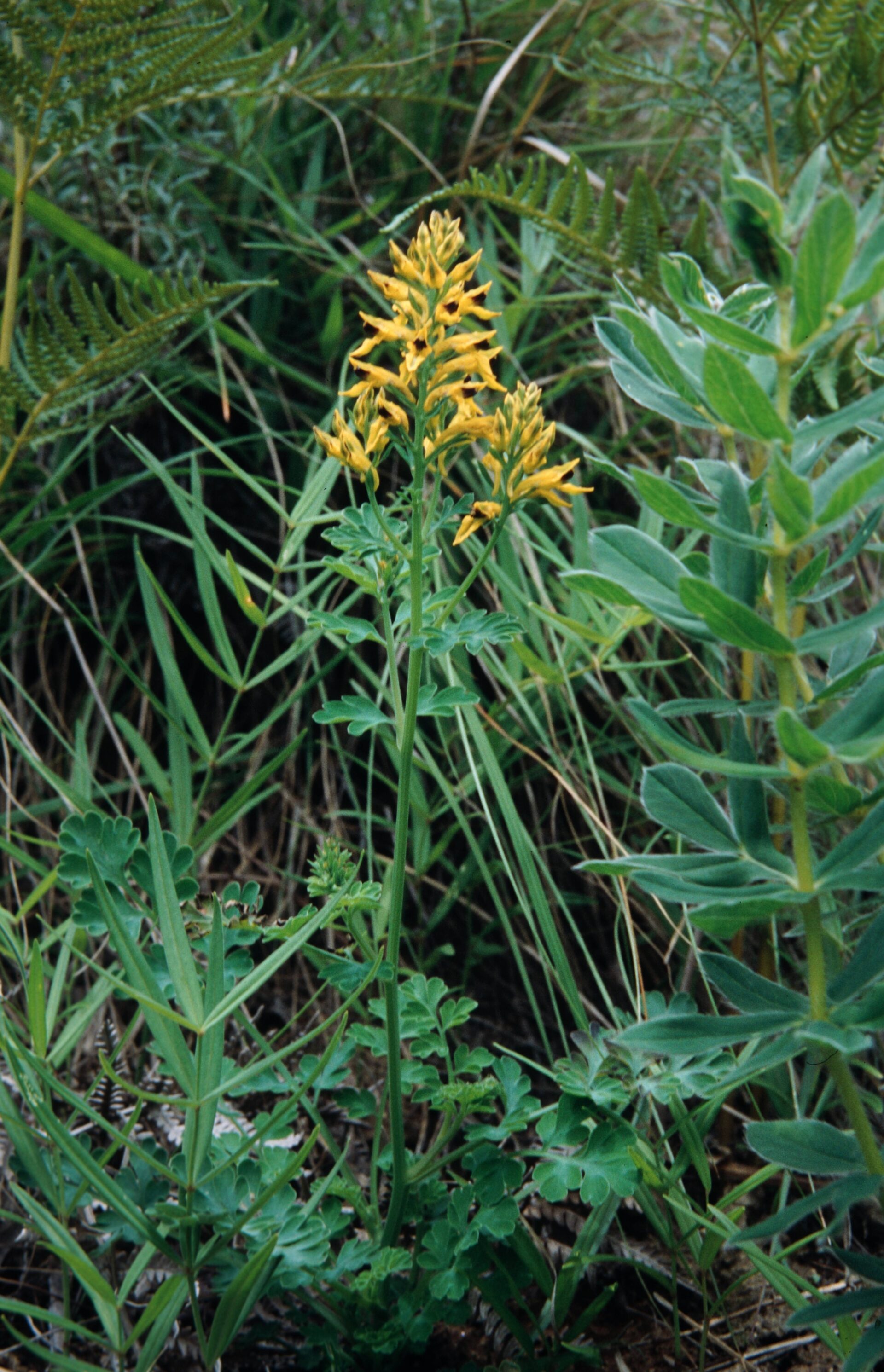 Corydalis filicina — Papaveraceae