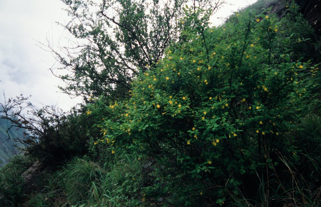 Nepal 99 947 ergebnis