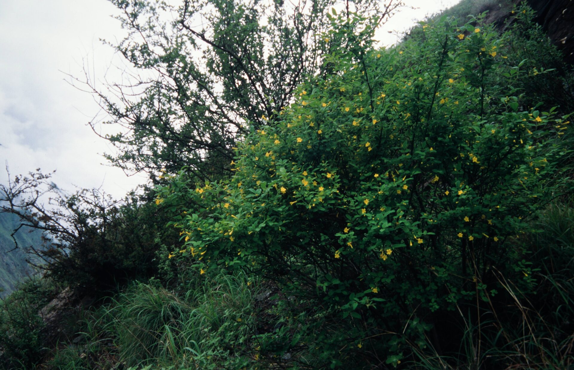 Chrysojasminum fruticans — Oleaceae