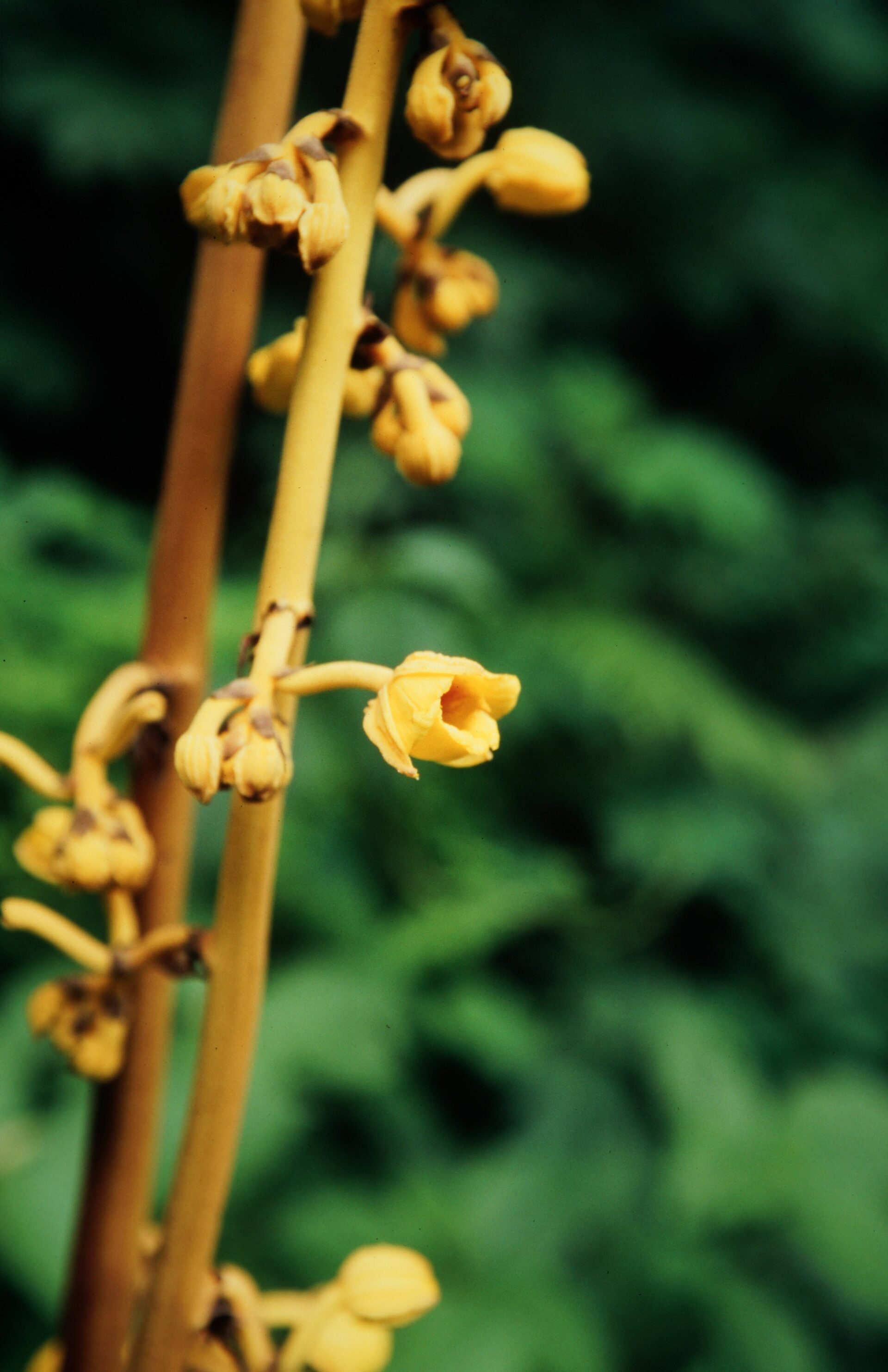 Cyrtosia lindleyana — Orchideaceae