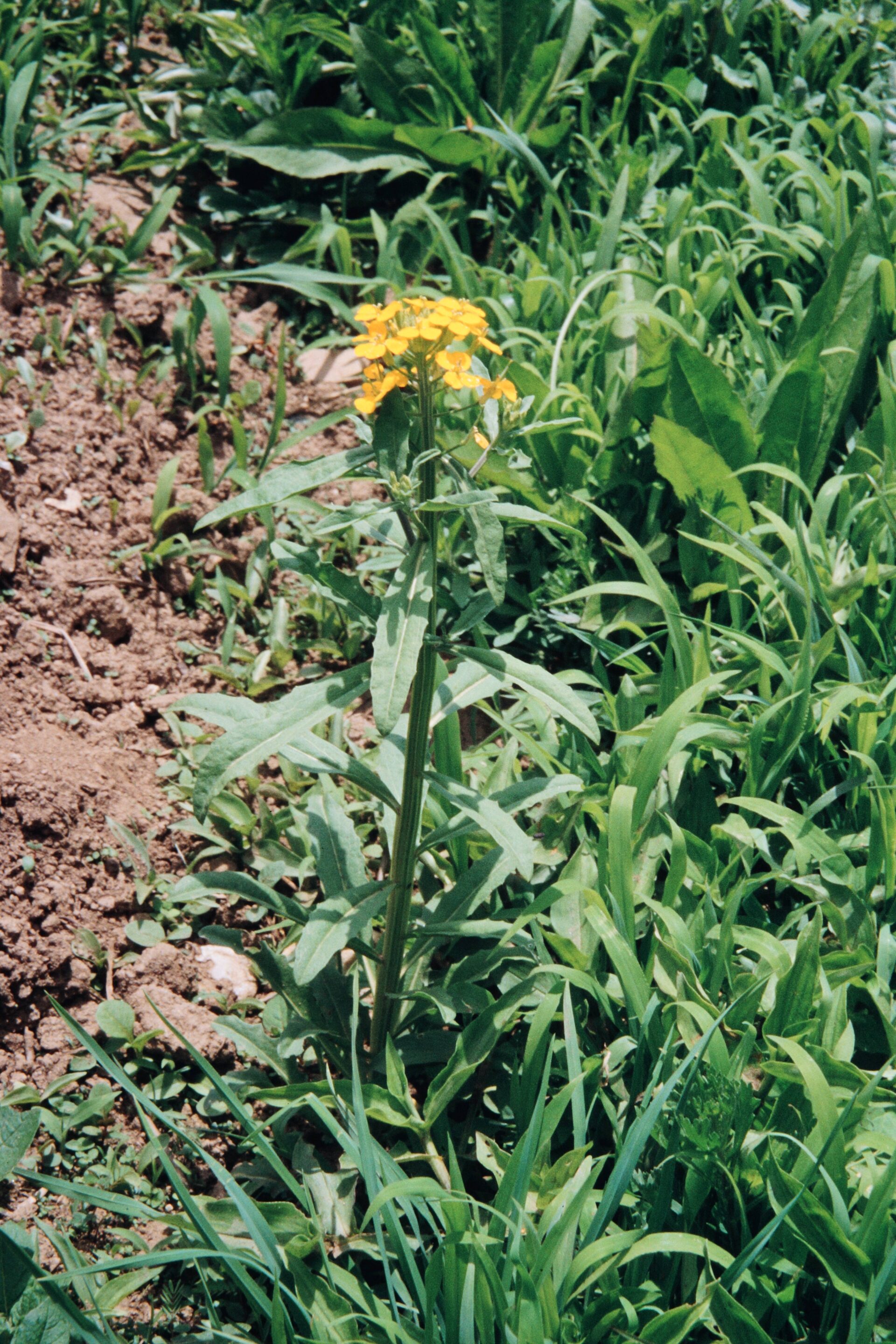 Erysimum robustum — Brassicaceae