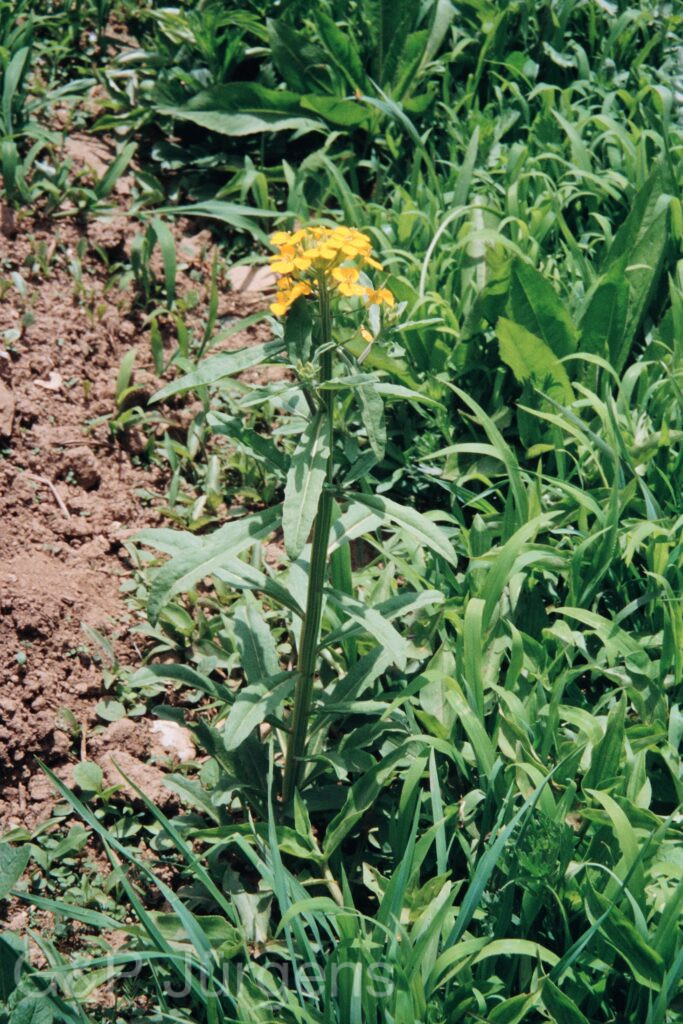 Nepal 99 423 ergebnis