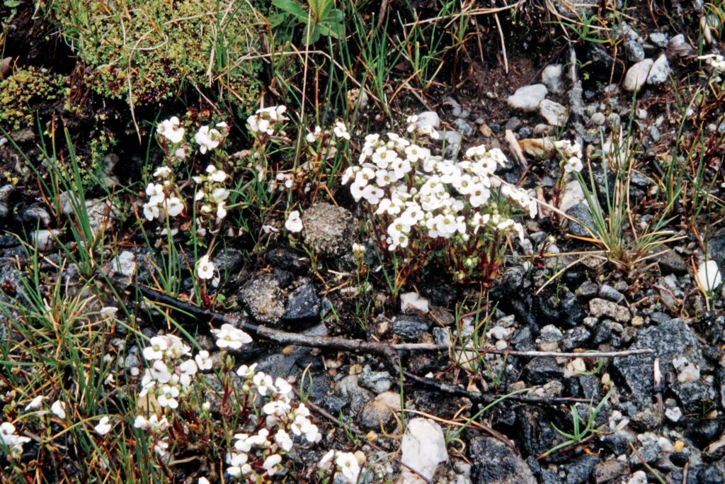 Nepal 99 525 ergebnis