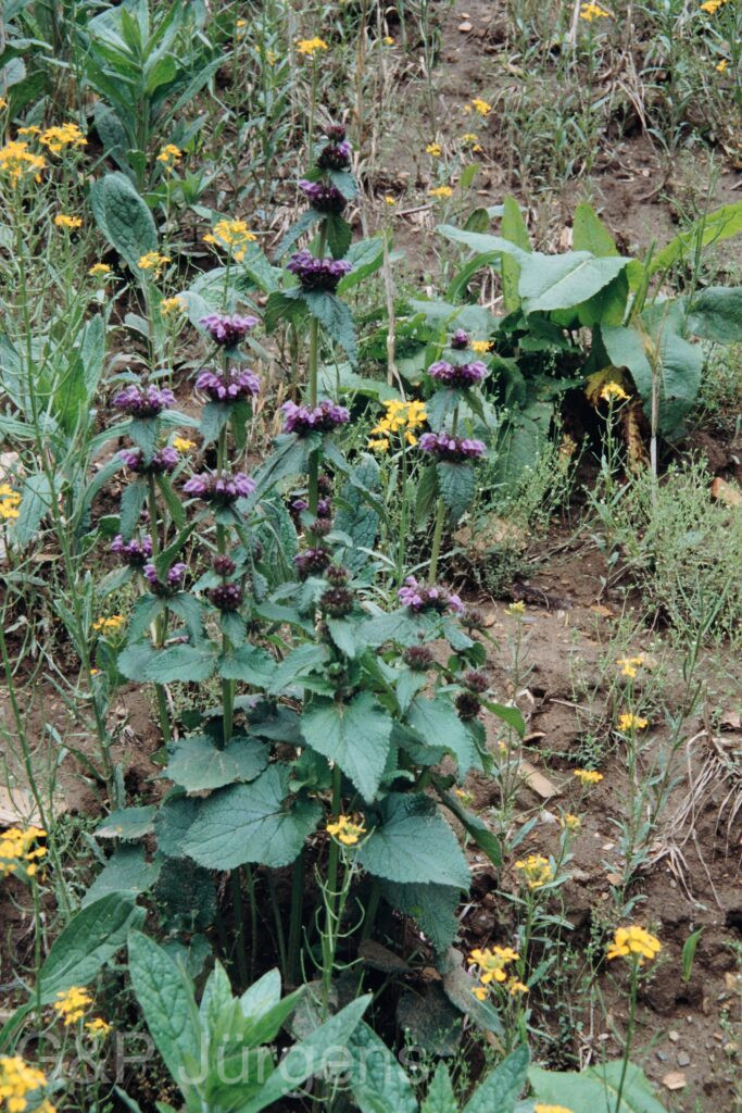 Nepal 99 72 ergebnis