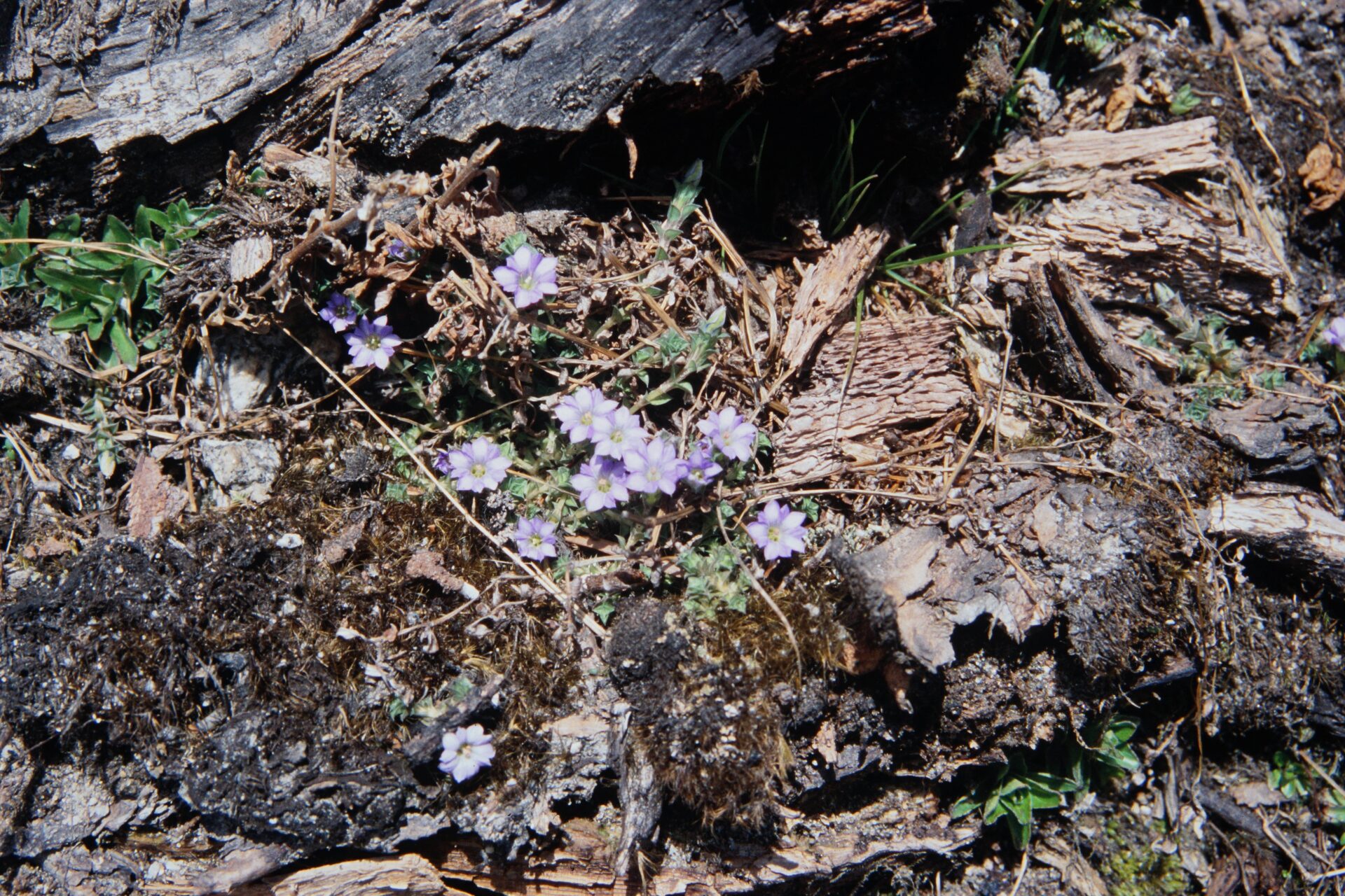 Gentiana simulatrix — Gentianaceae