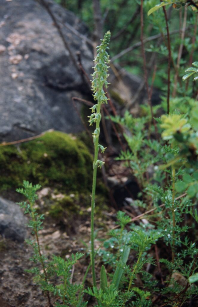 Nepal 99 706 ergebnis