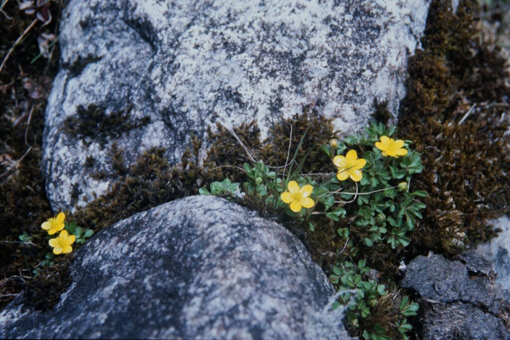 Sikkim2004 282 P494 ergebnis