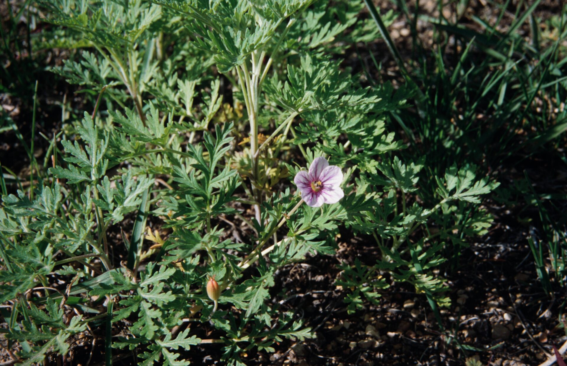 Modiola caroliniana — Malvaceae