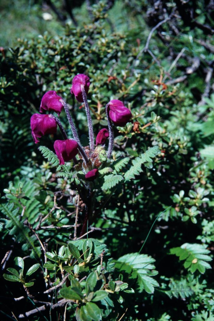 Sikkim2003 173 P234 ergebnis