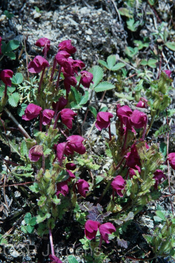 Sikkim2003 375 G526 ergebnis