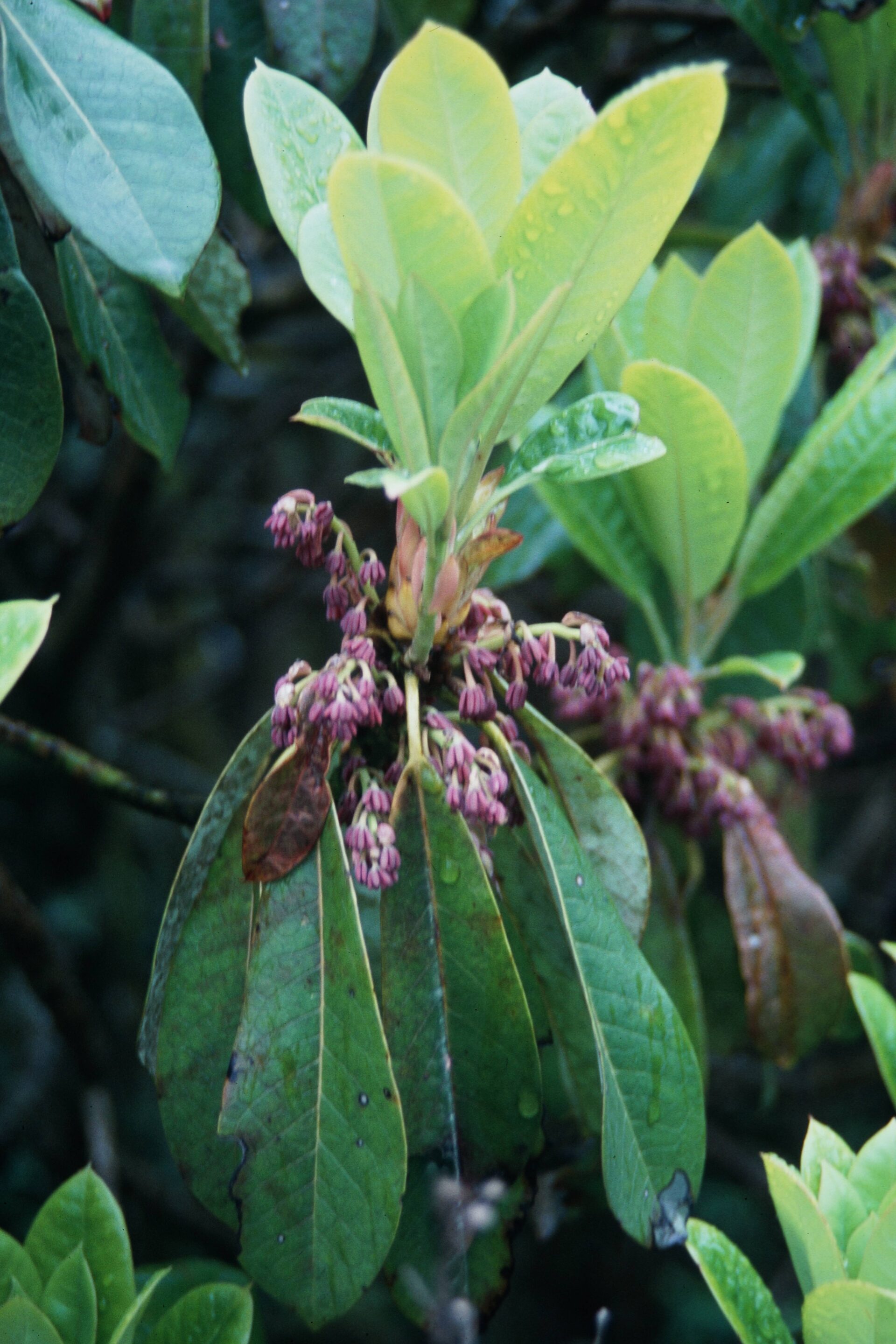 Machilus kurzii — Lauraceae