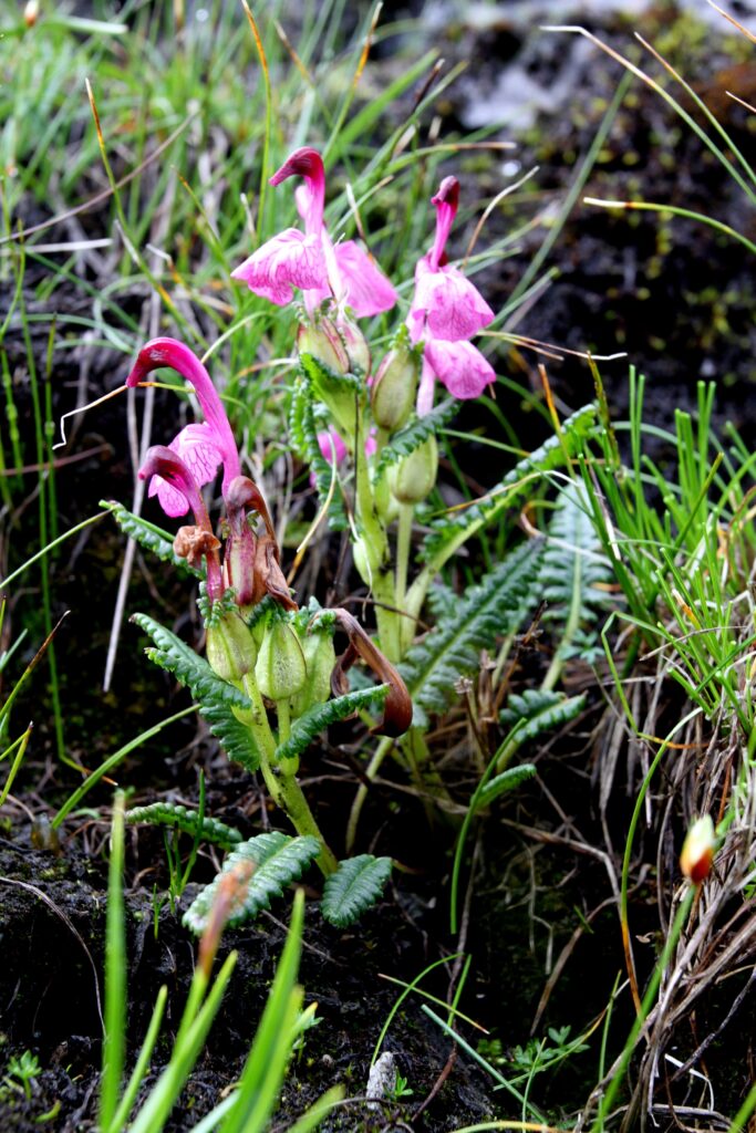 BhutanPG2011 657 ergebnis