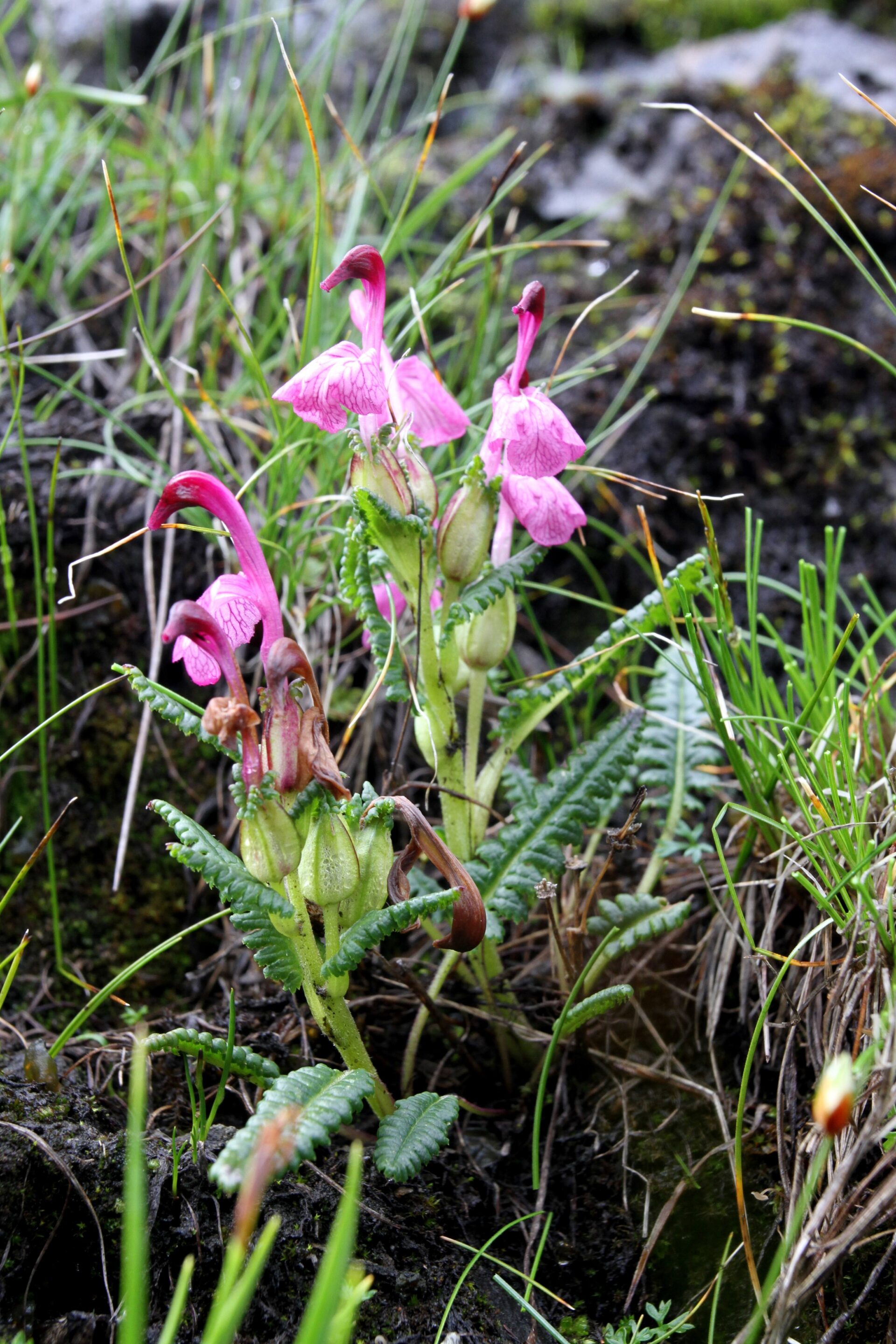 Pedicularis trichodonta — Orobanchaceae