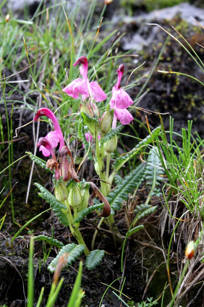 BhutanPG2011 658 ergebnis