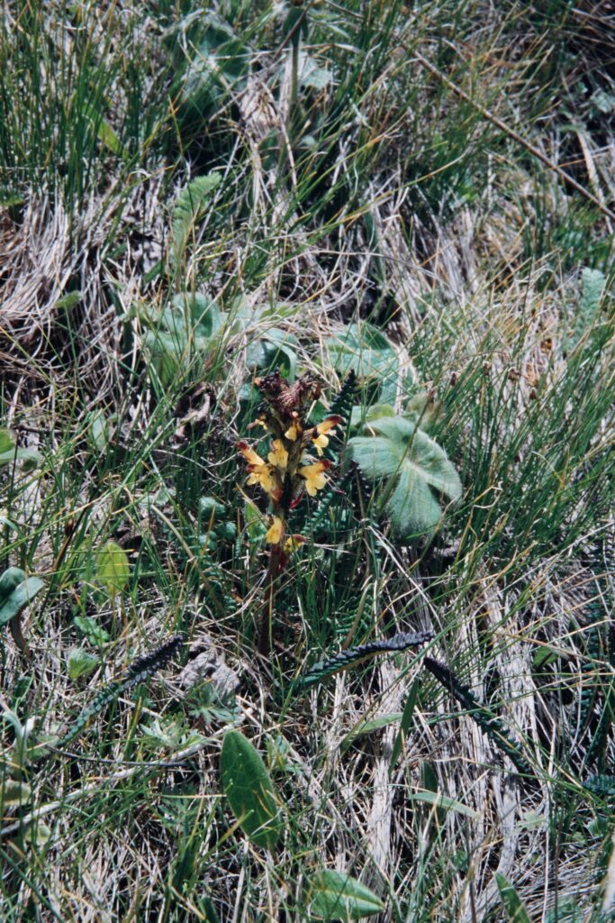 Nepal 99 125 ergebnis