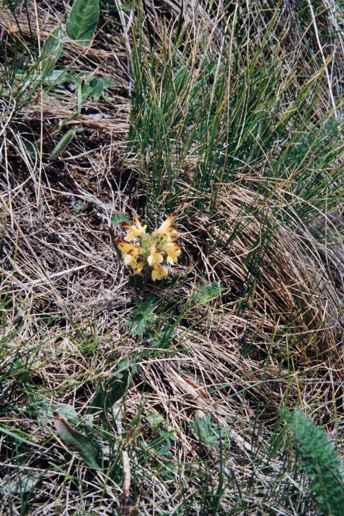 Nepal 99 126 ergebnis