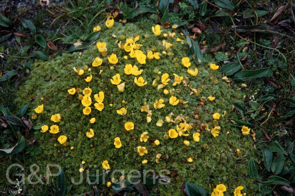 Sikkim2003 505 G705 ergebnis