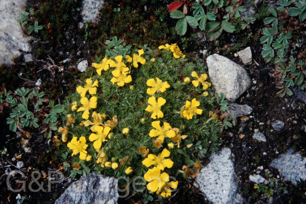 Sikkim2003 506 P706 ergebnis