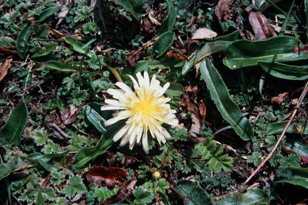 Sikkim2003 512 G712 2 ergebnis