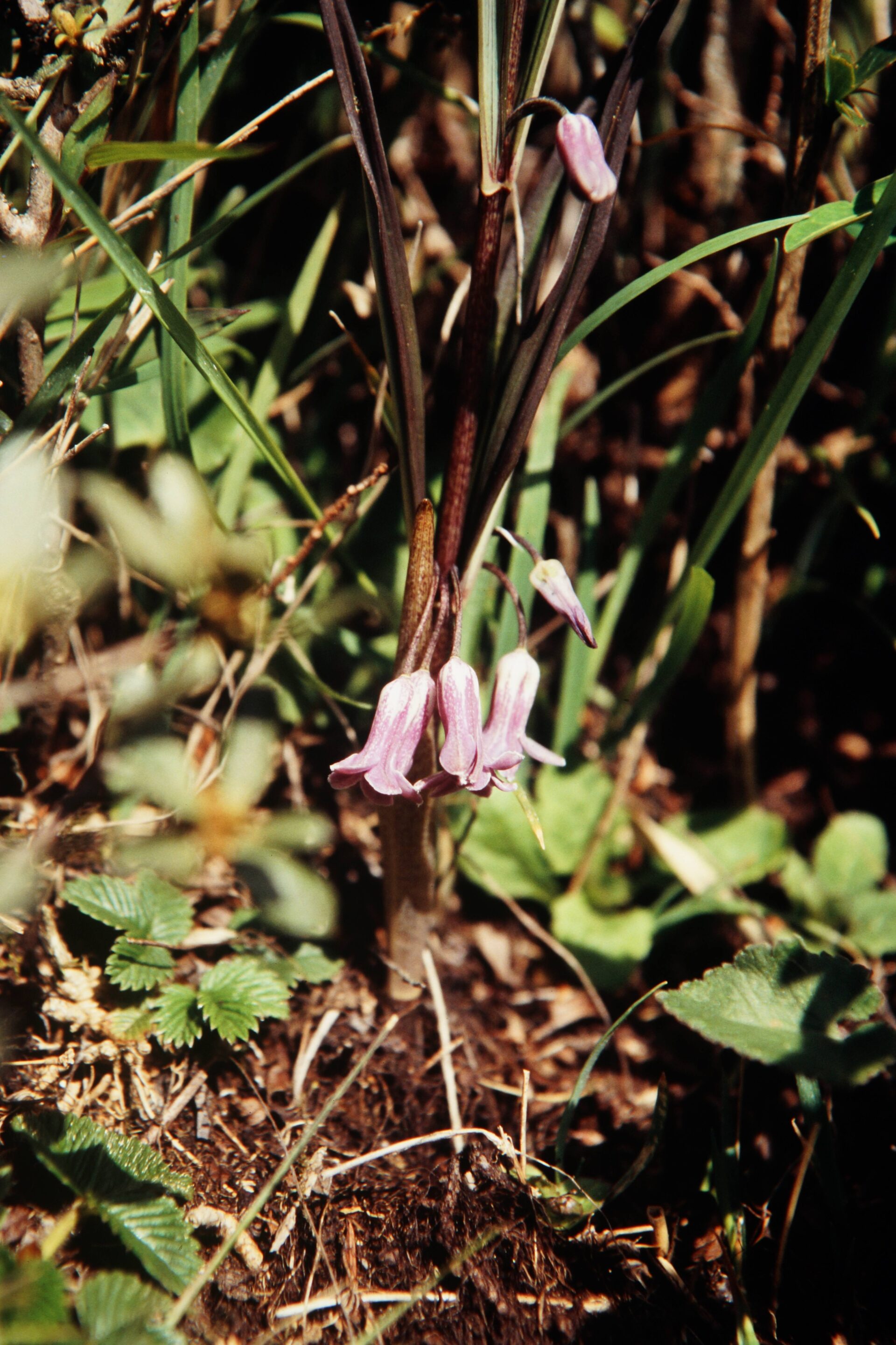 Polygonatum verticillatum — Asparagaceae