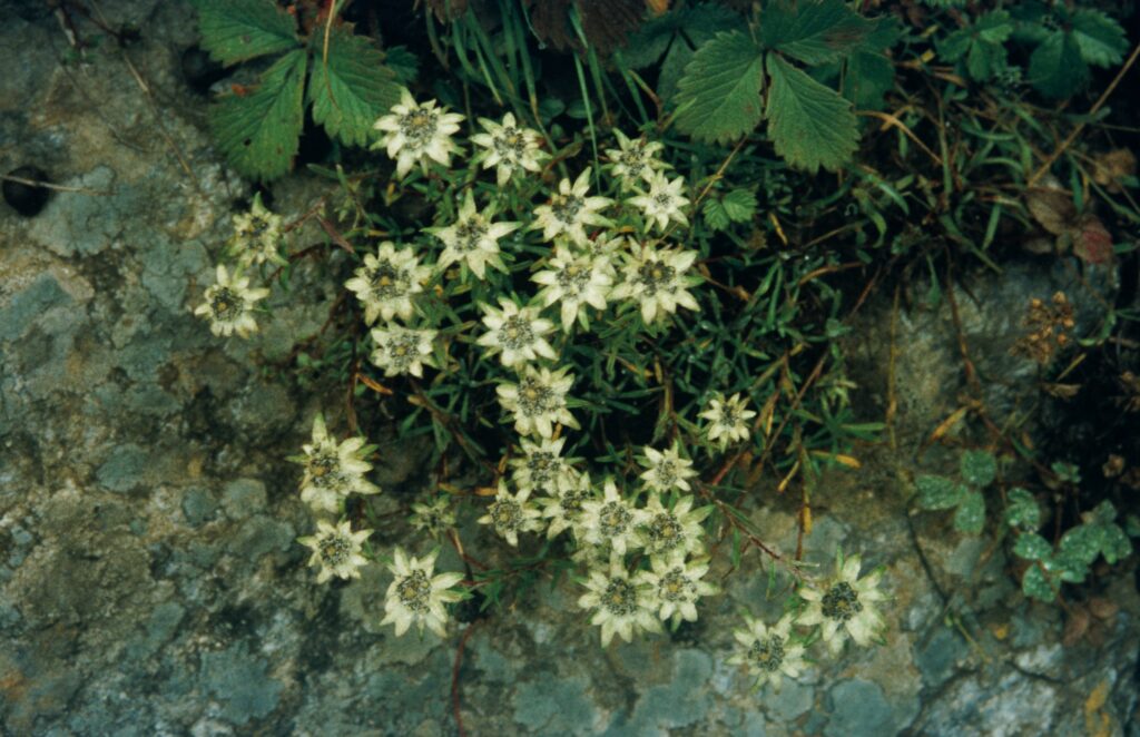 Garw 2005 158 ergebnis